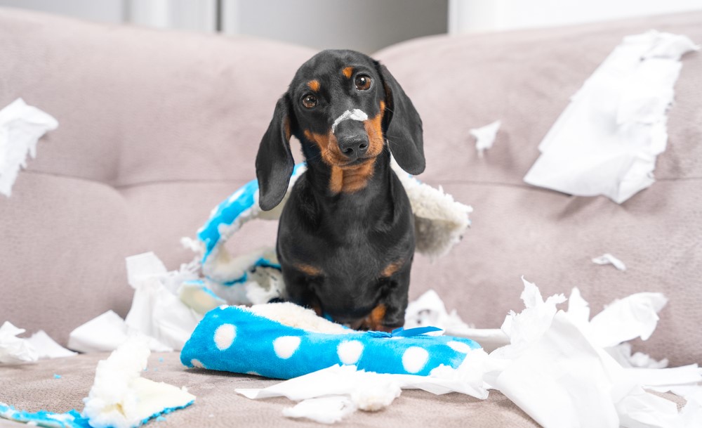 The Best Dog Chew Toys to Keep Your Dogs Happy - Messy Dachshund Puppy