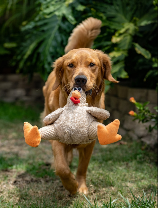 How to Clean Your Dog's Toys the Safe Way